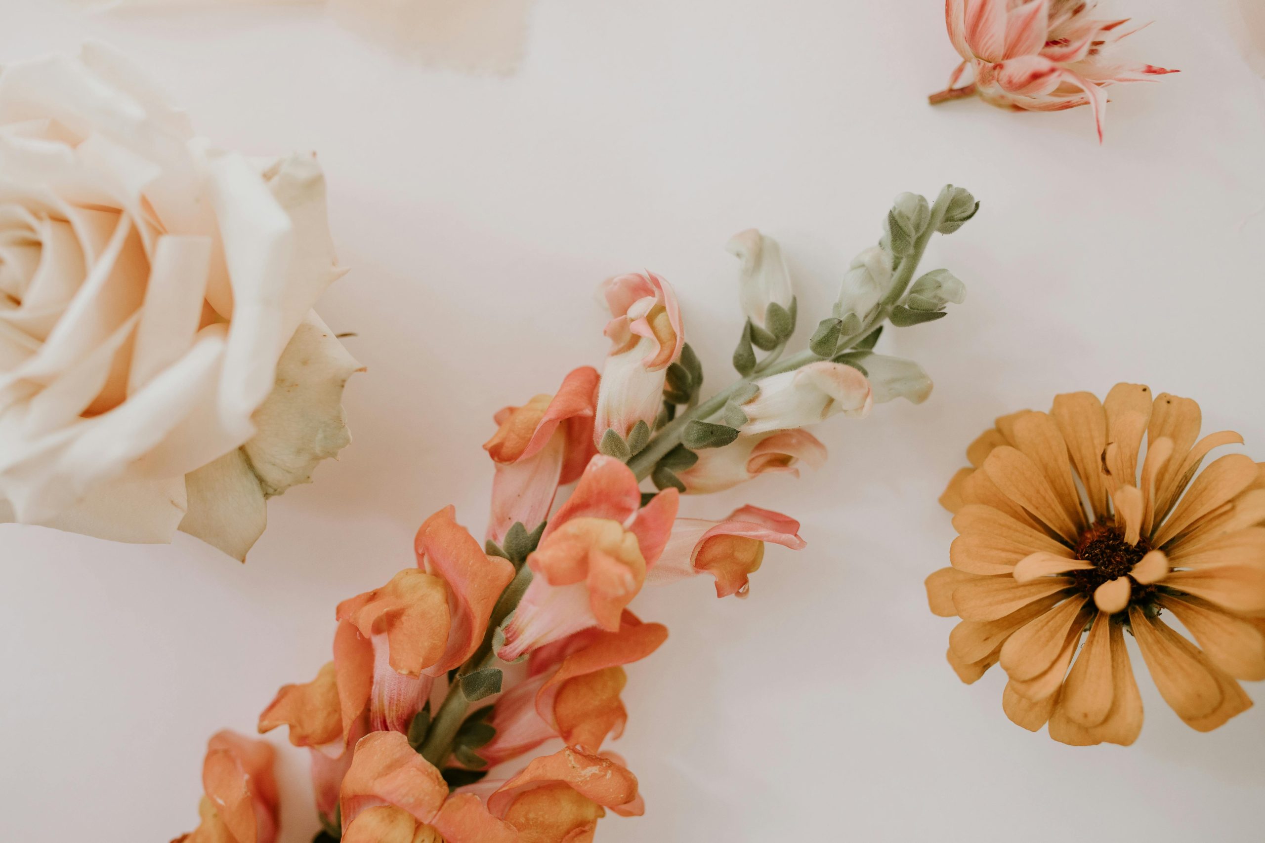 jolie fleur sur fond blanc